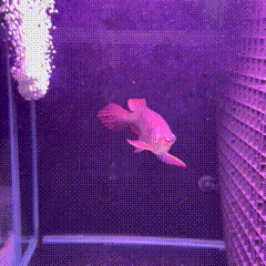 Super Blood Red Asian Arowana - 1 - The Aquascape Shop