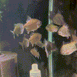 Redhook Myleus - 1 - The Aquascape Shop