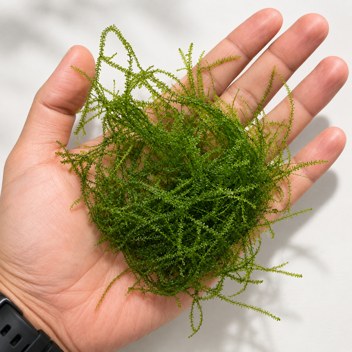 Taxiphyllum barbieri (Java Moss)