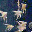 Platinum Marble Angel Fish - 1 - The Aquascape Shop