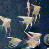 Platinum Marble Angel Fish - 1 - The Aquascape Shop