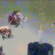 Blood Red Oscar - 1 - The Aquascape Shop