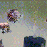 Blood Red Oscar - 1 - The Aquascape Shop