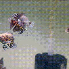 Blood Red Oscar - 1 - The Aquascape Shop