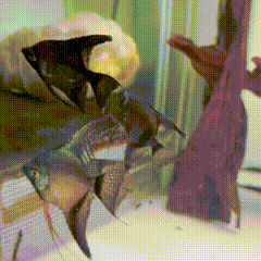 Pinoy Angelfish - 1 - The Aquascape Shop