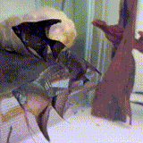 Pinoy Angelfish - 1 - The Aquascape Shop