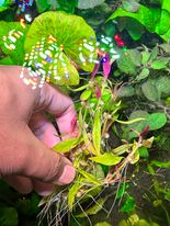 Alternanthera Reineckii Mini Submerged