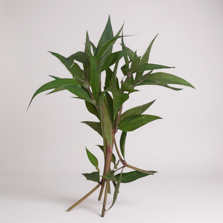 Alternanthera Reineckii 'Roseafolia'