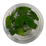 Anubias Hastifolia Tissue Culture Plant