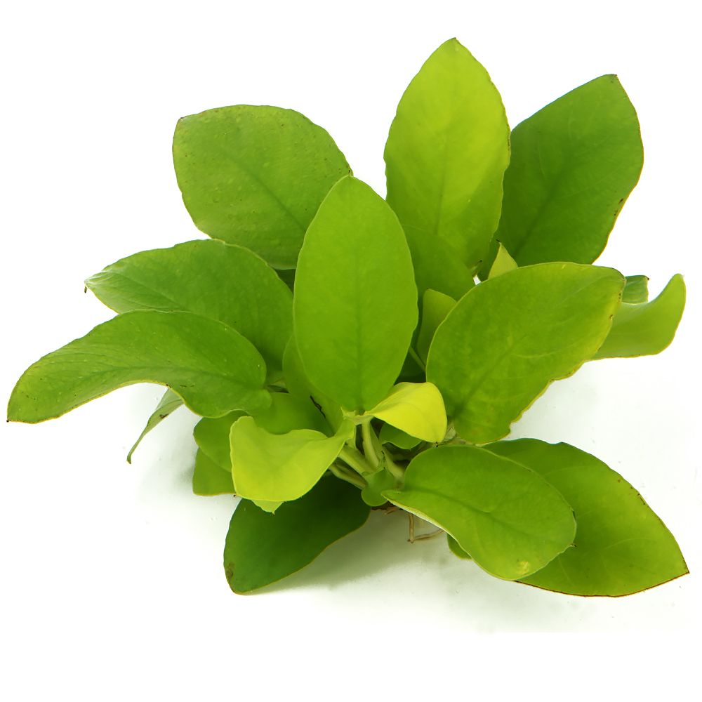 Anubias Nana Gold &#8211; In-Vitro