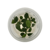 Anubias Nana Tissue Culture