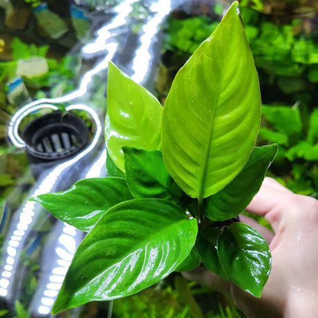 Anubias Angustifolia Tissue Culture (Aquascaping Essentials)