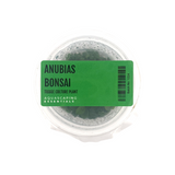 Anubias Bonsai Tissue Culture (Aquascaping Essentials)