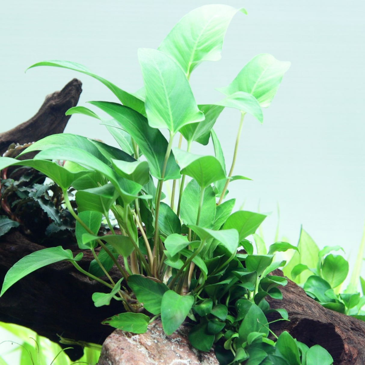 Anubias Hastifolia Tissue Culture