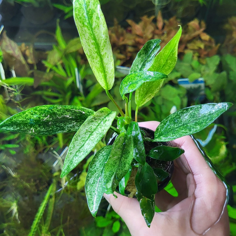 Anubias Minima Variegated Tissue Culture (Aquascaping Essentials)