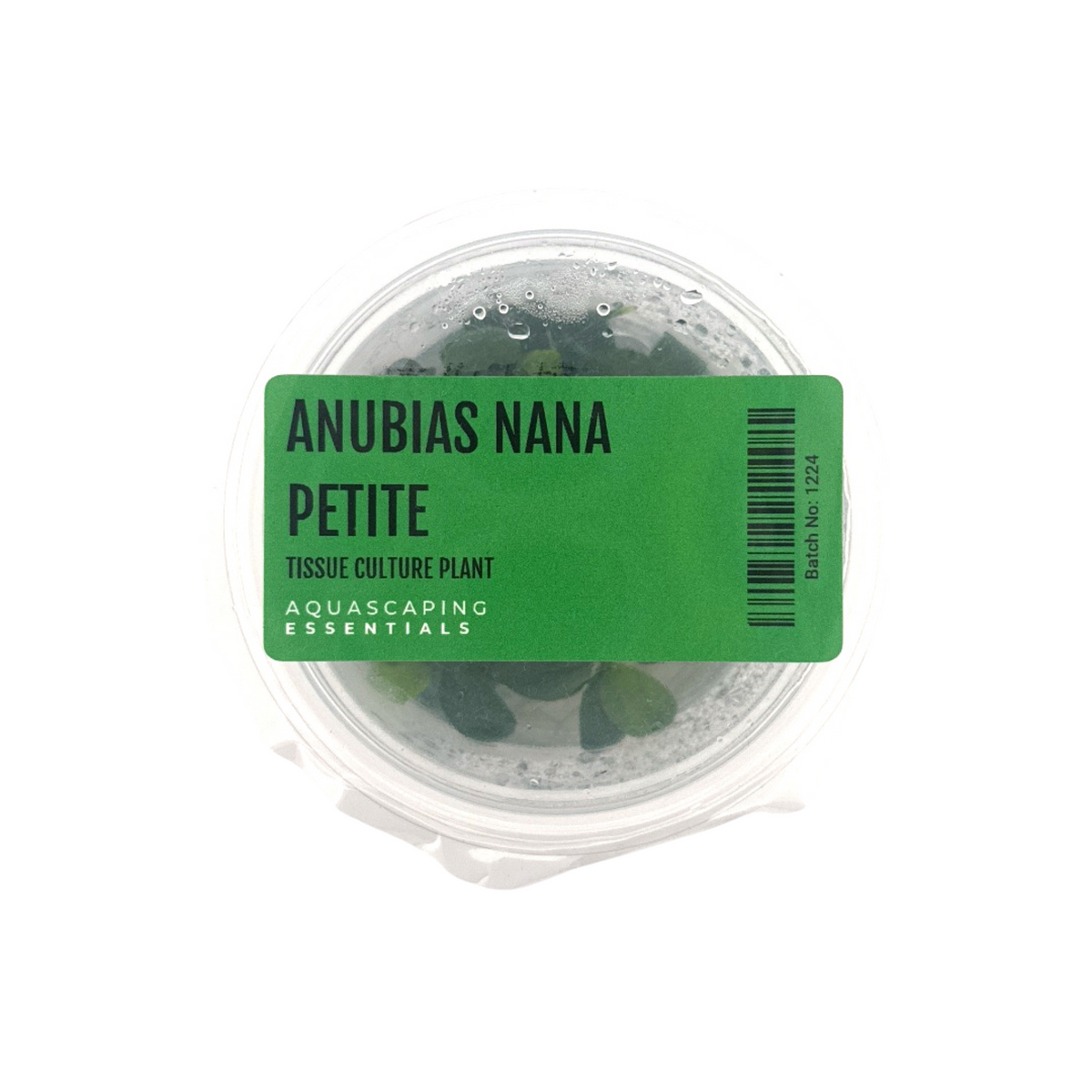 Anubias Nana Petite Tissue Culture (aquascaping Essentials) – The 