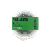 Anubias Nana Petite Tissue Culture (Aquascaping Essentials)