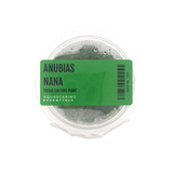 Anubias Barteri var. Nana Tissue Culture (Aquascaping Essentials)