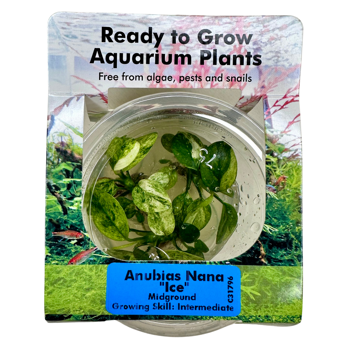 Anubias Nana 'Ice' Tissue Culture