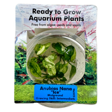 Anubias Nana 'Ice' Tissue Culture