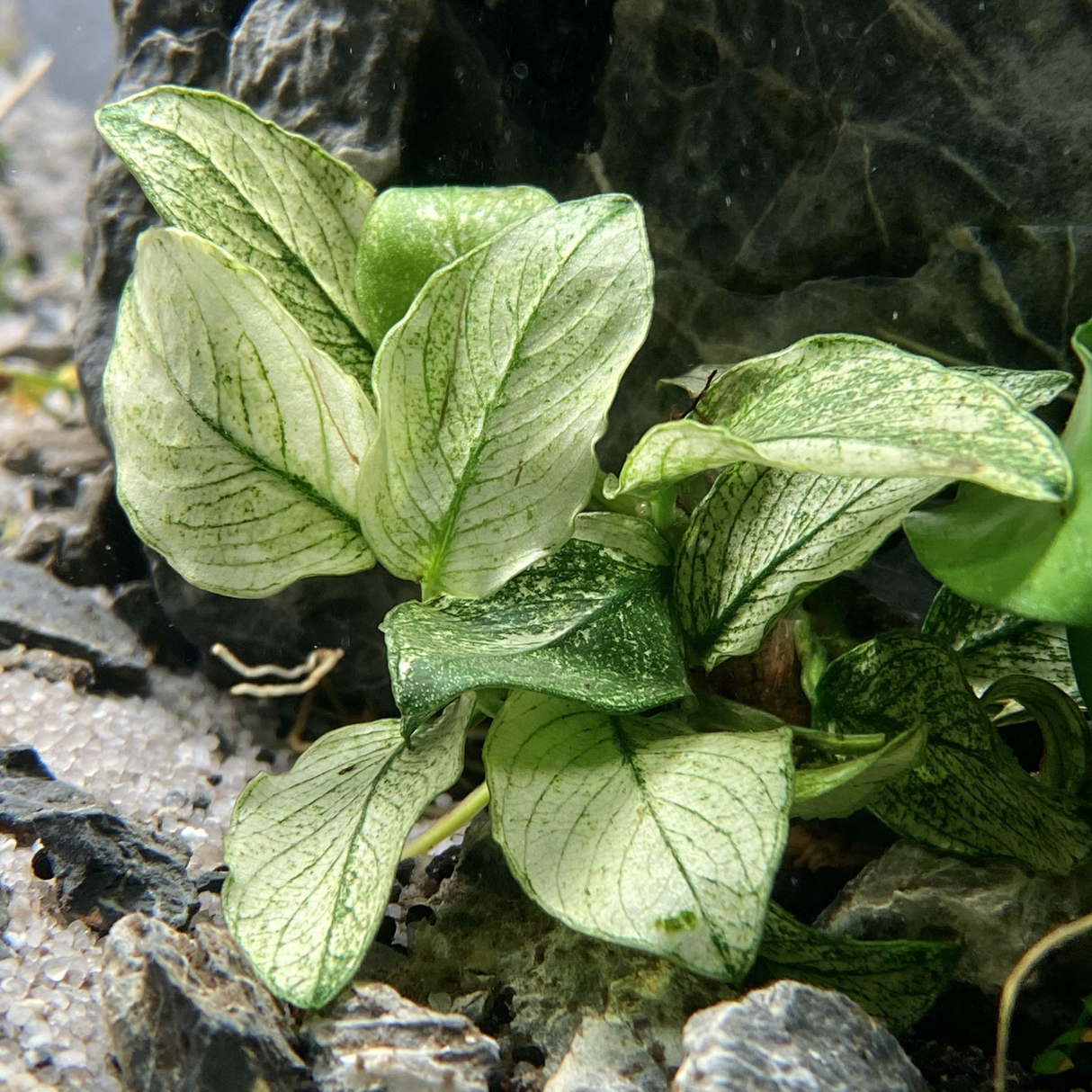 Anubias Nana 'Ice' Tissue Culture