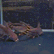 Flagtail Prochilodus - 1 - The Aquascape Shop