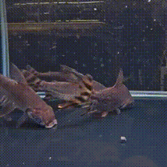 Flagtail Prochilodus - 1 - The Aquascape Shop