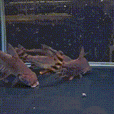 Flagtail Prochilodus - 1 - The Aquascape Shop