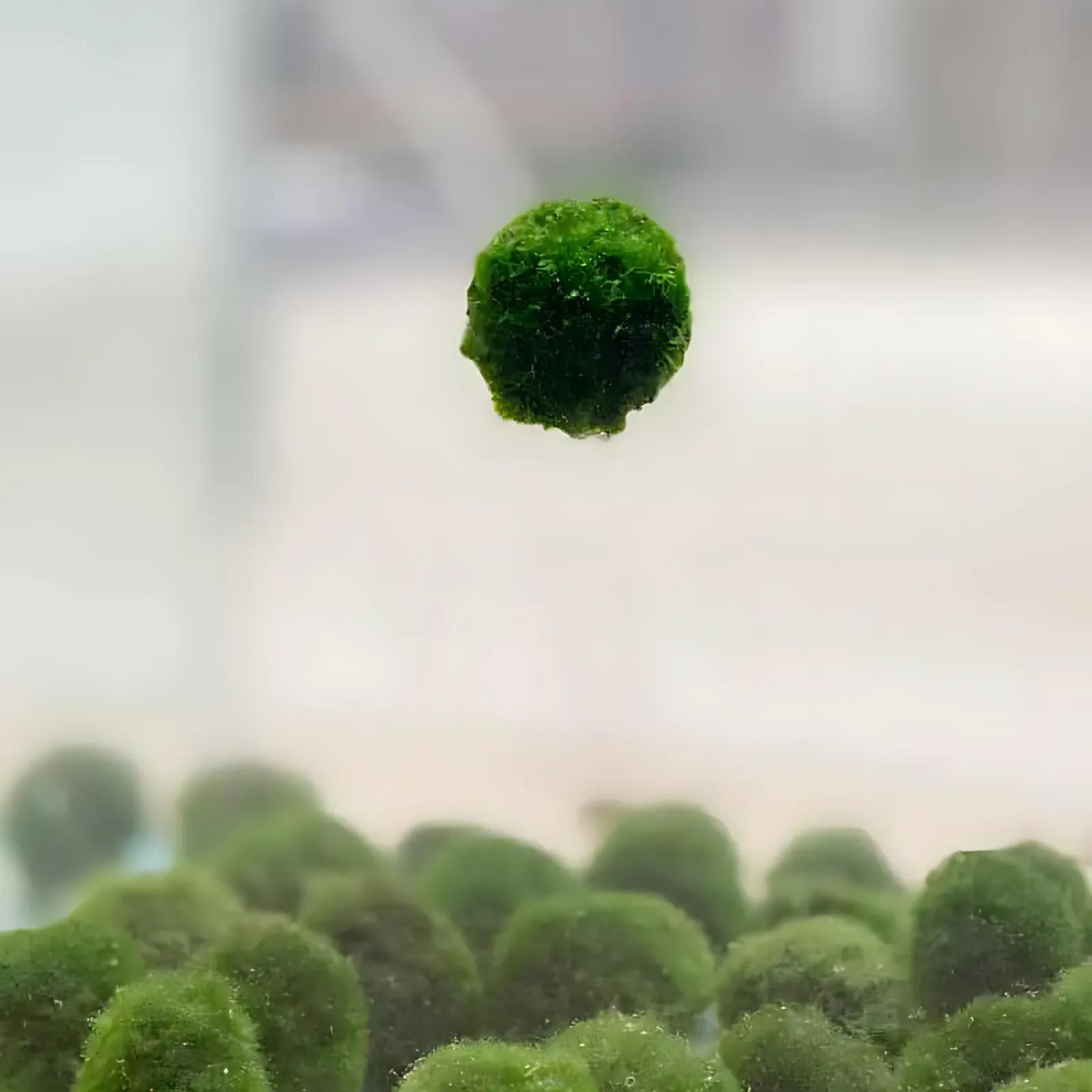 Floating Moss Ball Holder