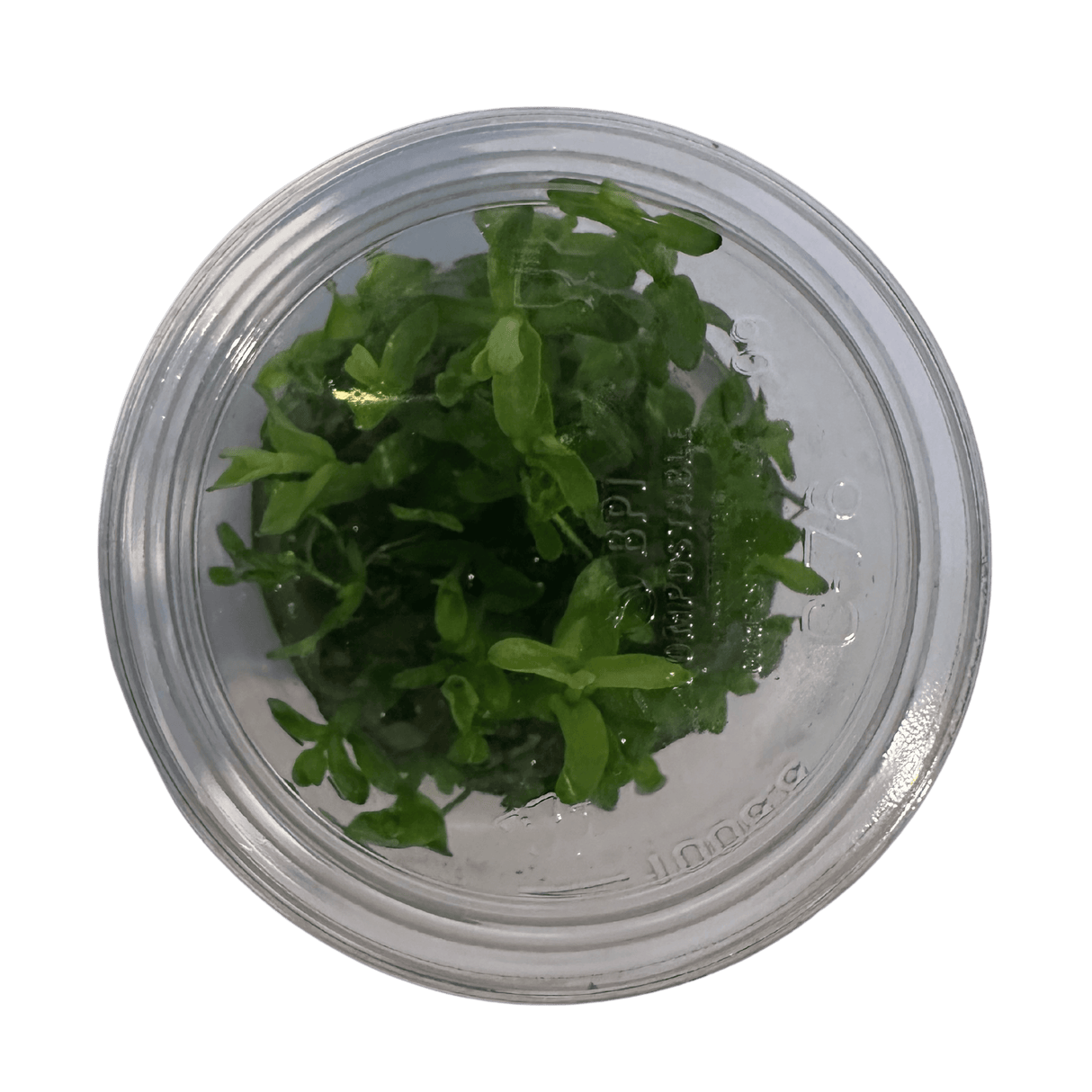 Bacopa Caroliniana Tissue Culture Plant