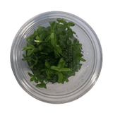 Bacopa Caroliniana Tissue Culture Plant