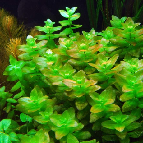 Bacopa Caroliniana Tissue Culture (Aquascaping Essentials)