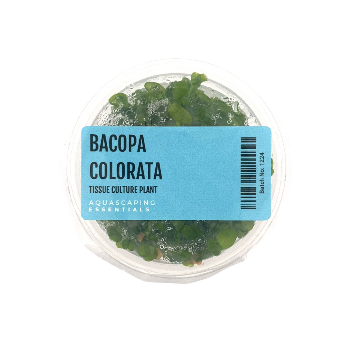 Bacopa Colorata Tissue Culture (Aquascaping Essentials)