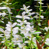 Bacopa Monnieri 'Compact White' Tissue Culture