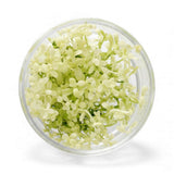 Bacopa Platinum Tissue Culture (Aquascaping Essentials)