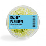 Bacopa Platinum Tissue Culture (Aquascaping Essentials)
