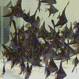 Black Angelfish swimming.