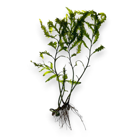 Bolbitis African Fern