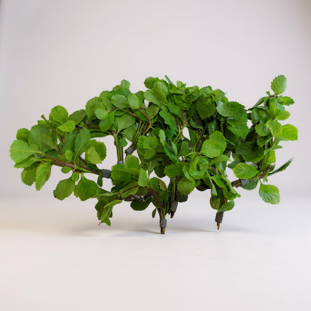 Hygrophila Difformis (Water Wisteria)