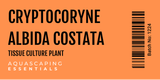 Cryptocoryne Albida Costata Tissue Culture (Aquascaping Essentials)