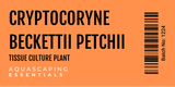 Cryptocoryne Beckettii 'Petchii' Tissue Culture (Aquascaping Essentials)