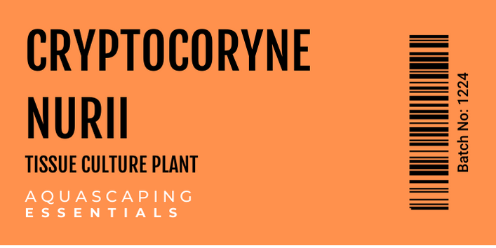 Cryptocoryne Nurii Tissue Culture (Aquascaping Essentials)