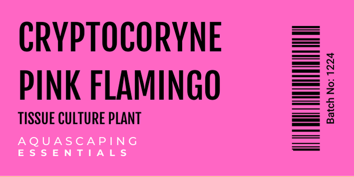 Cryptocoryne Pink Flamingo Tissue Culture (Aquascaping Essentials)