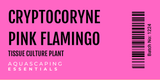 Cryptocoryne Pink Flamingo Tissue Culture (Aquascaping Essentials)