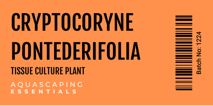 Cryptocoryne Pontederifolia ‘Schott’ Tissue Culture (Aquascaping Essentials)