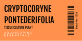 Cryptocoryne Pontederifolia ‘Schott’ Tissue Culture (Aquascaping Essentials)