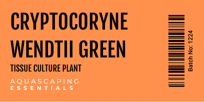 Cryptocoryne Wendtii 'Green Tissue Culture (Aquascaping Essentials)