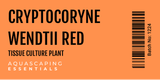 Cryptocoryne Wendtii Red Tissue Culture (Aquascaping Essentials)