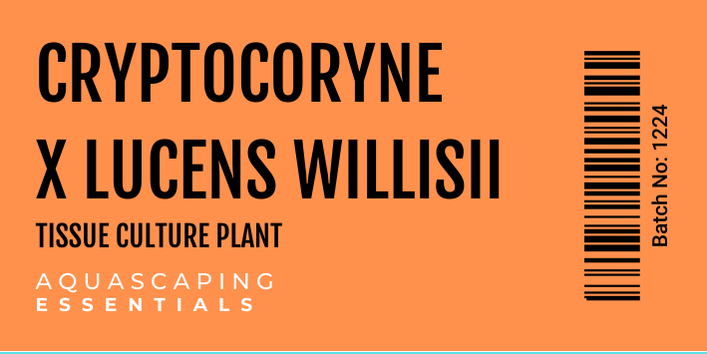 Cryptocoryne x Lucens Willisii Tissue Culture (Aquascaping Essentials)