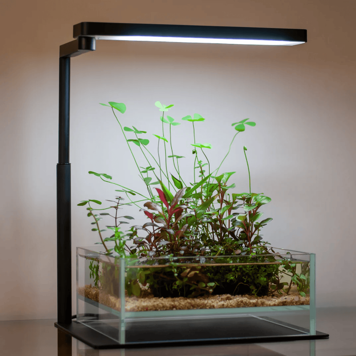 Chihiros CII LED on Aquarium